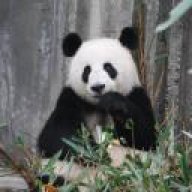 PANDA_10